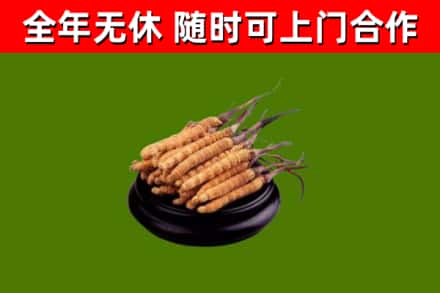 玛沁回收冬虫夏草